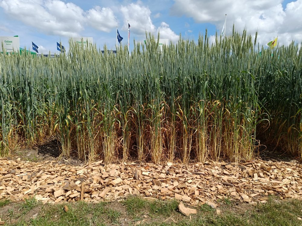 Wheat field