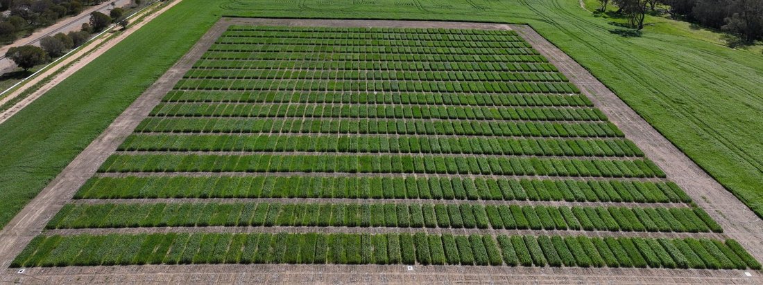 Aerial view of replicated field trial plots used for breeding trait data collection